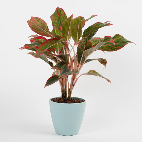 Send Red Aglaonema Plant In Recycled Plastic Conical Pot Online