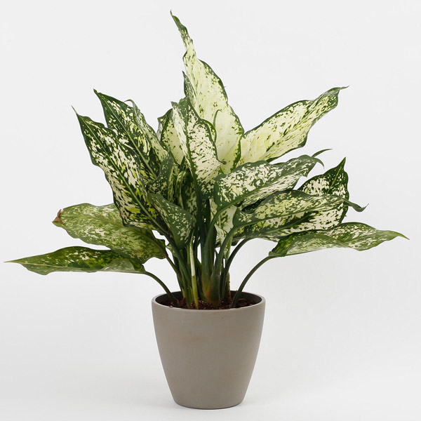 Send Silver Aglaonema Plant in Recycled Plastic Conical Pot Online