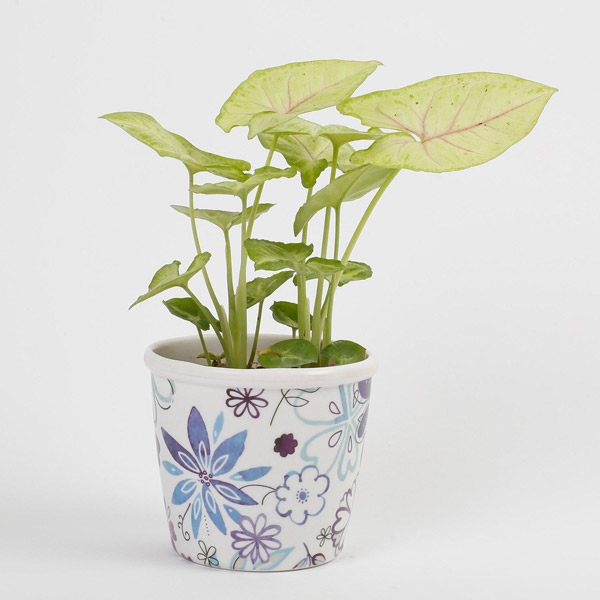 Send Syngonium Golden Plant in Stoneware Floral Pot Online