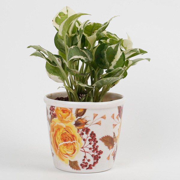 Send White Pothos Plant In Stoneware Floral Pot Online