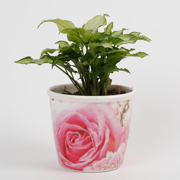 Send Syngonium White Plant in Stoneware Floral Pot Online
