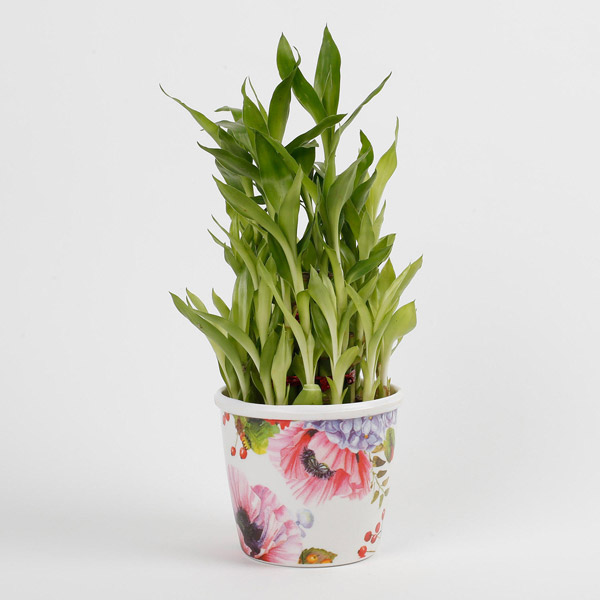 Send 3 Layer Bamboo Plant in Stoneware Floral Pot Online