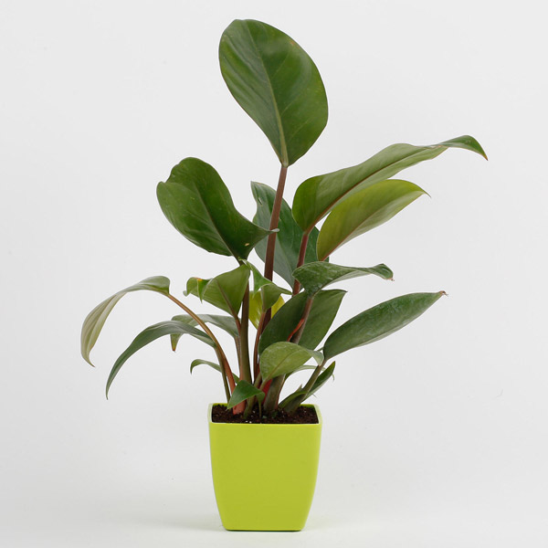 Send Philodendron Red Plant in Imported Plastic Pot Online