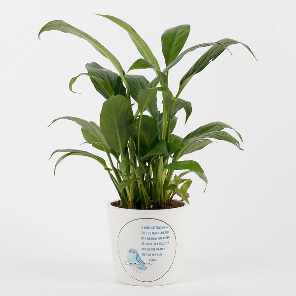 Send Peace Lily Plant in White Printed Ceramic Pot Online