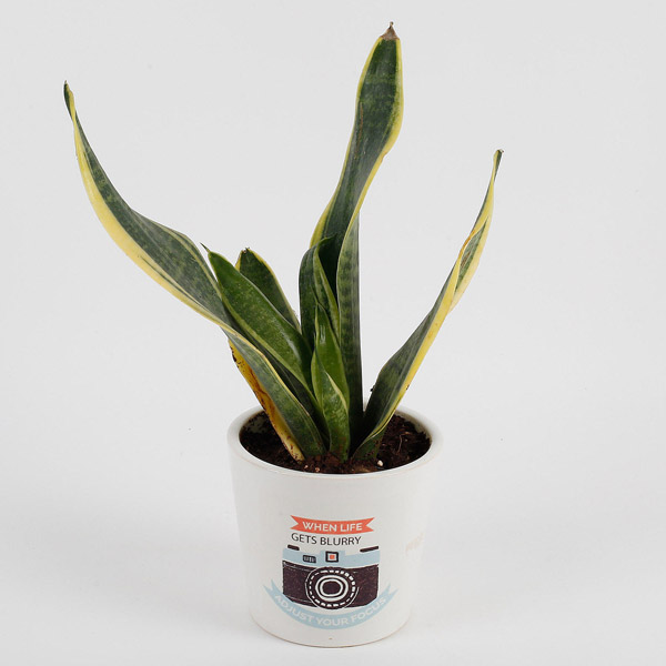 Send MILT Sansevieria Plant in Printed Ceramic Pot Online