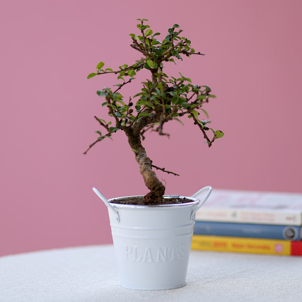 Send Ficus S Shaped Plant In White Metal Pot Online