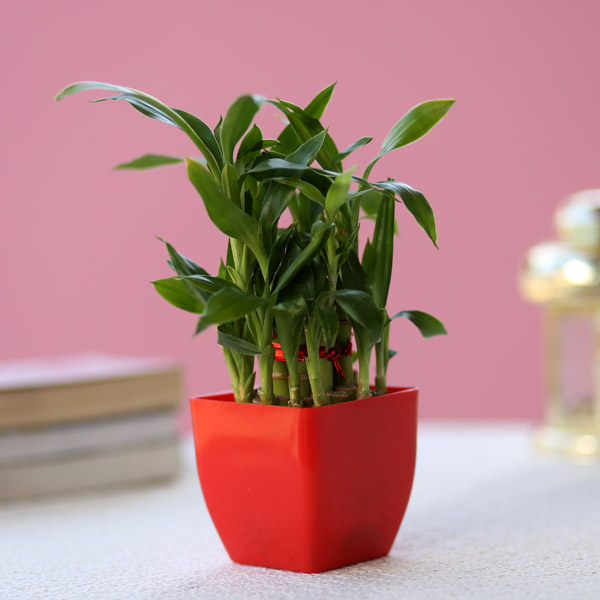 Send 2 Layer Bamboo Plant In Red Melamine Pot Online