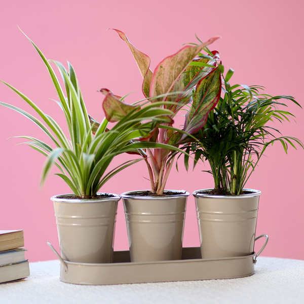 Send Three Air Purifying Plants in Beige Metal Pots Online