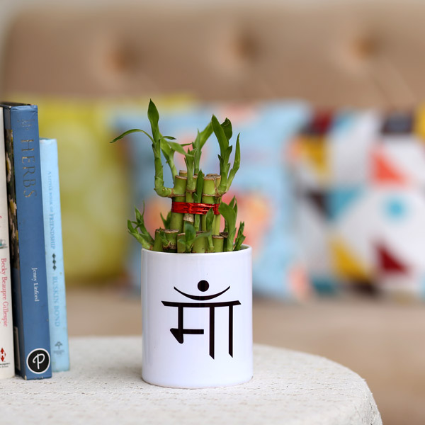 Send Two Layer Bamboo Plant In Maa Pot Online