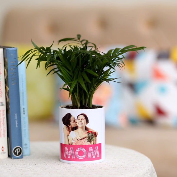Send Chamaedorea Plant In Personalised Mom Pot Online