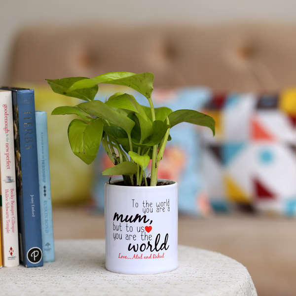 Send Money Plant In Printed Pot For Mom Online