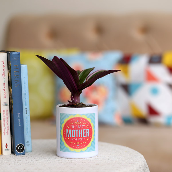 Send Roheo Plant In Best Mother Printed Pot Online