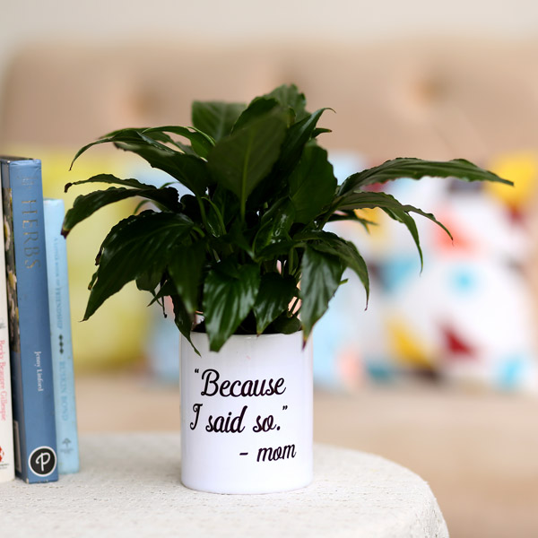 Send Peace Lily In White Printed Pot For Mom Online