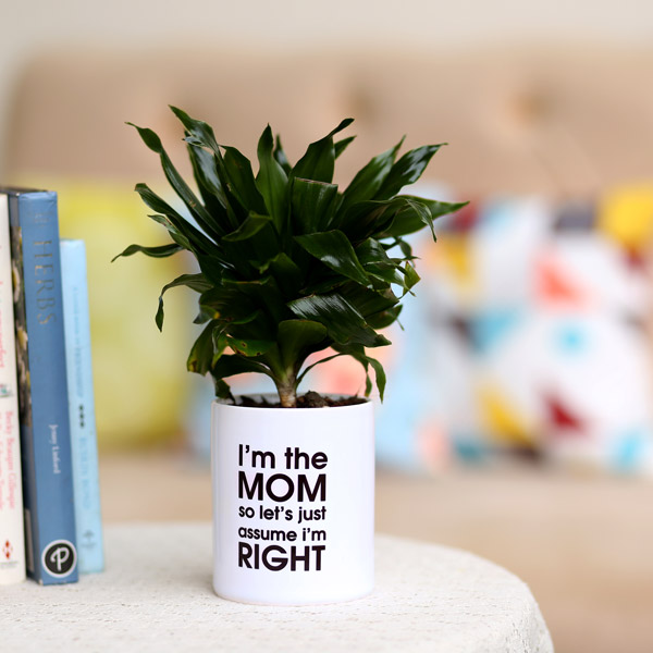 Send Dracaena Plant In Printed White Pot For Mom Online