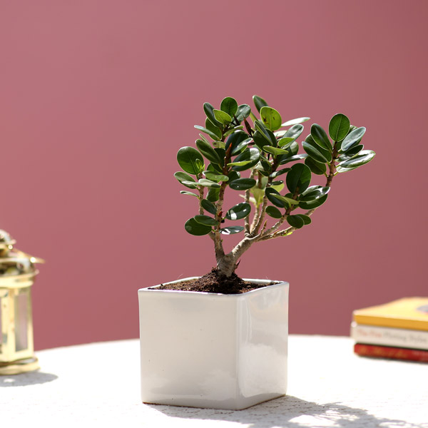 Send Ficus Compacta Plant In White Ceramic Pot Online