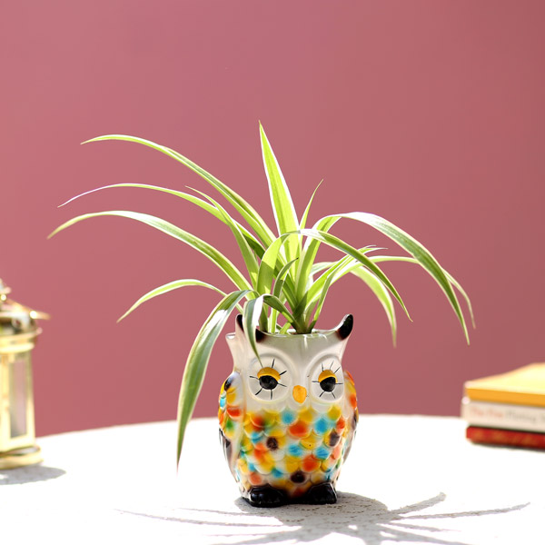 Send Spider Plant In Resin Owl Pot Online