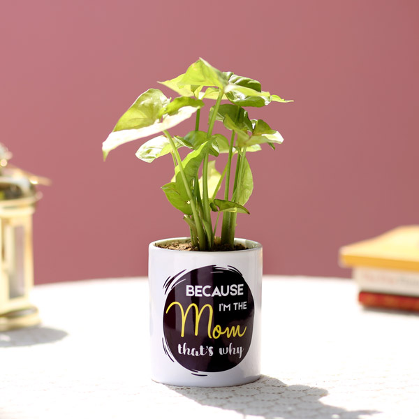 Send Syngonium Plant In Printed Pot For Mom Online