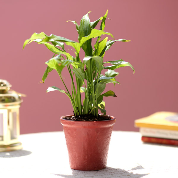 Send Peace Lily In Red Ceramic Pot Online
