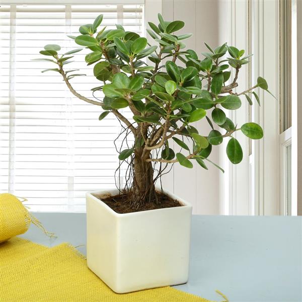 Send Attractive Ficus Iceland Bonsai Plant Online