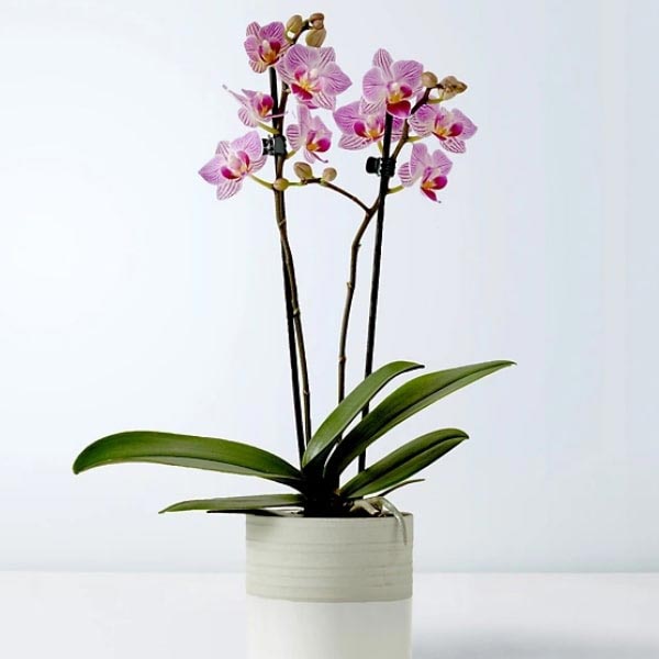 Send Pink Phalaenopsis Orchid Online