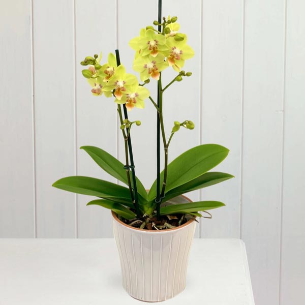 Send Yellow Orchid Online