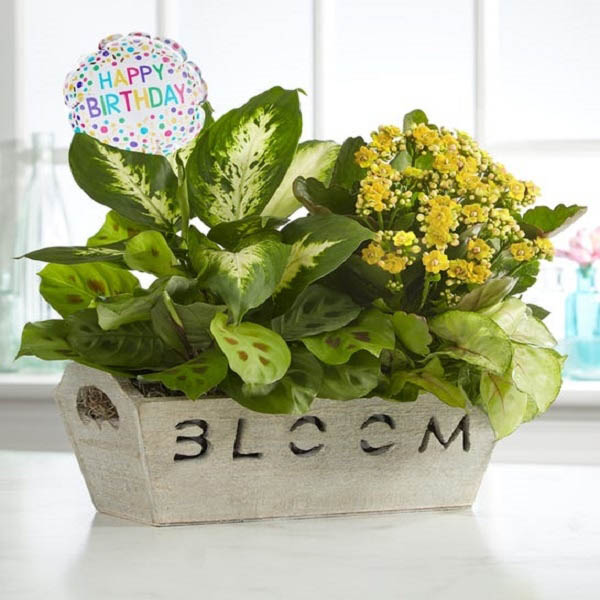 Send Lush Green Foliage and Blooming Plant Online