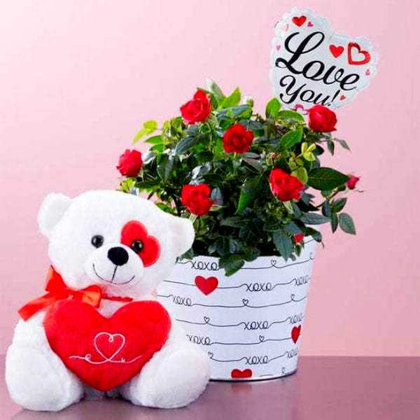 Send Red Rose Plant Gift with Huggable Bear Online